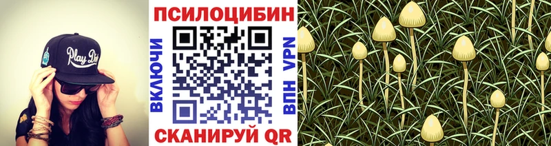 Псилоцибиновые грибы Cubensis  blacksprut tor  Лагань 